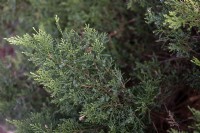 Juniperus sabina 'Tamariscifolia' genévrier savin ou savin