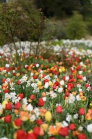 Parterre de tulipes et de narcisses à plusieurs têtes à l'abbaye de Forde en avril.