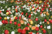 Parterre de tulipes et de narcisses à plusieurs têtes à l'abbaye de Forde en avril.