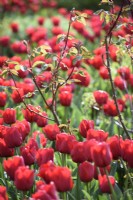 Scarlet Tulip 'Escape' autour d'une rose avec de nouvelles pousses en avril