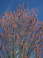 Acer negundo L. subsp. Fleurs mexicanum East Ruston Old Vicarage Norfolk