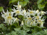Erythronium revolutum 'White Beauty' - Truite Lys Avril