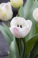 Tulipe 'Pallada' . se concentrer sur une seule fleur. Mars. Printemps.