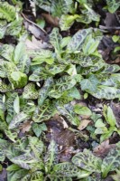 Feuilles marbrées panachées d'Erythronium revolutum avec bourgeons floraux émergents. Mars. Printemps.