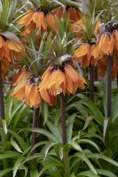 Fritillaria imperialis 'Sunset' - Couronne Impériale