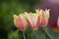 Tulipa 'Blushing Lady' - Tulipe tardive unique