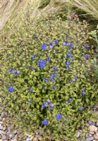 Ceratostigma willmottianum, automne septembre