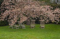 Sièges en bois ci-dessous la floraison des cerisiers Prunus Fin avril