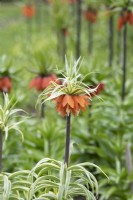 Fritillaria imperialis 'Argenteovariegata' - Couronne impériale