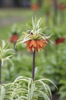 Fritillaria imperialis 'Argenteovariegata' - Couronne impériale