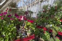 Étagères avec plantes en pot, y compris Pelargonium, Hippeastrum, plantes araignées et Fuchsias dans la véranda des jardins clos Queen Elizabeth à Dumfries House, Ayrshire, Écosse