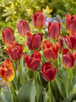 Tulipa Triumph Amber Glow, printemps Mai