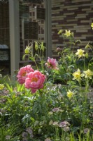 Parterre coloré avec Aquilegia jaune, Paeonia 'Coral Sunset' et Astrantia - The Stitcher's Garden, RHS Chelsea Flower Show 2022