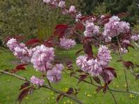 Prunus sargentii - Cerisier de Sargent