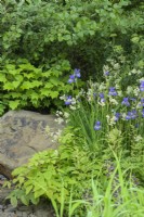 Plantation bleue et blanche d'iris The Place2Be Securing Tomorrow Garden