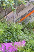 Grande jardinière rose remplie de plantes et entourée de vivaces - The St Mungo's Putting Down Roots Garden