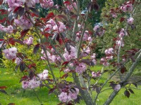 Prunus sargentii - Cerisier de Sargent