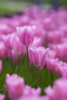 Tulipa 'Maîtresse' - Tulipe Triomphe