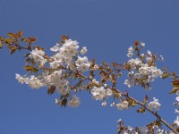 Prunus 'Tai Haku' - Cerise 'Tai Haku' Mi Avril Printemps