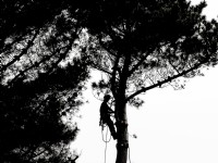 Pinus radiata - pin de Monterey abattu par un chirurgien arboricole