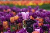Tulipa 'Maîtresse' - Tulipe Triomphe