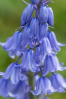 Hyacinthoides x massartiana floraison au printemps - mai hybrides d'origine espagnole 