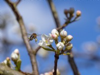 Apis mellifera - Abeille sur Pear laxton's superb en fleur
