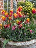 Présentoir de pots de printemps avec Tulip Mix dans de grands pots décorés. Jardin de l'ancien presbytère d'East Ruston Norfolk