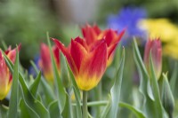 Tulipa 'Striking Match' - Tulipe à fleurs de lys