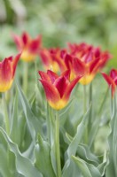Tulipa 'Striking Match' - Tulipe à fleurs de lys
