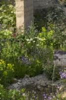 Parterre de fleurs avec des plantes vivaces telles que Leucanthemum vulgare et Campanula patula par des murs sculpturaux courbes. The Mind Garden, RHS Chelsea Flower Show 2022 - Médaille d'or