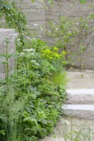 Chemin incurvé avec marches en pierre purbeck le long du mur enduit d'argile comprend Cenolophium denudatum Euphorbia wallichii et Zizia aurea dans The Mind Garden, RHS Chelsea Flower Show, Gold