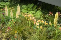 Lupinus 'Cashmere Cream' avec Iris 'Kent Pride', Alstroemeria 'Anjou' et feuillage de Luzula nivea - The New Blue Peter Garden - Discover Soil, RHS Chelsea Flower Show 2022