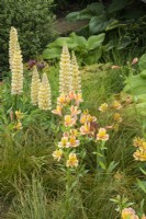 Lupinus 'Cashmere Cream' avec Alstroemeria 'Anjou' et feuillage de Luzula nivea - The New Blue Peter Garden - Discover Soil, RHS Chelsea Flower Show 2022