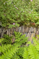 Détail avec des géraniums sauvages et des fougères sèches envahissantes - Un paysage de Grande-Bretagne rewilding.Médaille d'or et Best in Show