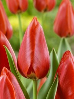 Tulipa continue de sourire, printemps mai
