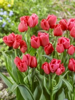 Tulipa Triumph Steve Carlin, printemps Mai