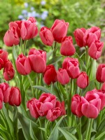 Tulipa Triumph Steve Carlin, printemps mai