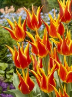 Tulipa Lily Flowered Fly Away, printemps mai