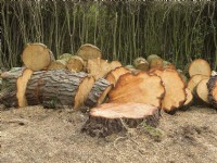 Pinus radiata - Monterey Pine - Pile de grumes récemment abattue.