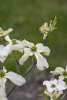 Cornus florida 'Little Princess' - Cornouiller à fleurs orientales