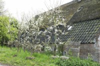 Arbres en fleurs avec motte de racines devant la ferme avec panneau en bois près de la pépinière Floris bomen.