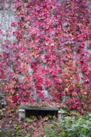 Parthenocissus quinquefolia, également appelé vigne vierge avec des feuilles rouges qui poussent sur le mur du chalet avec siège. Septembre. Automne.