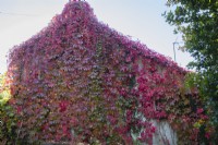 Parthenocissus quinquefolia, également appelé vigne vierge avec des feuilles rouges qui poussent sur le mur du chalet. Septembre. Automne.