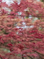 Acer palmatum shindeshojo