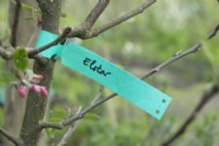 Étiquette à l'arbre fruitier Elstar Malus.