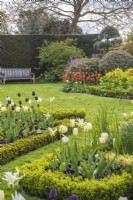 Petits parterres bordés de buxus formels plantés de Tulipa noir et blanc dans la pelouse avec coin salon