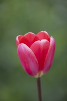 Tulipe 'Cosmopolite'
