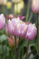 Tulipa 'Mango Charm' - Tulipe Triomphe