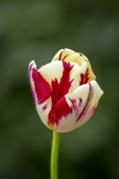 Tulipe 'Grande Perfection'